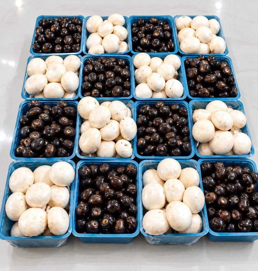 Fresh white and brown button mushrooms packed in trays at Divin Mushroom Farm