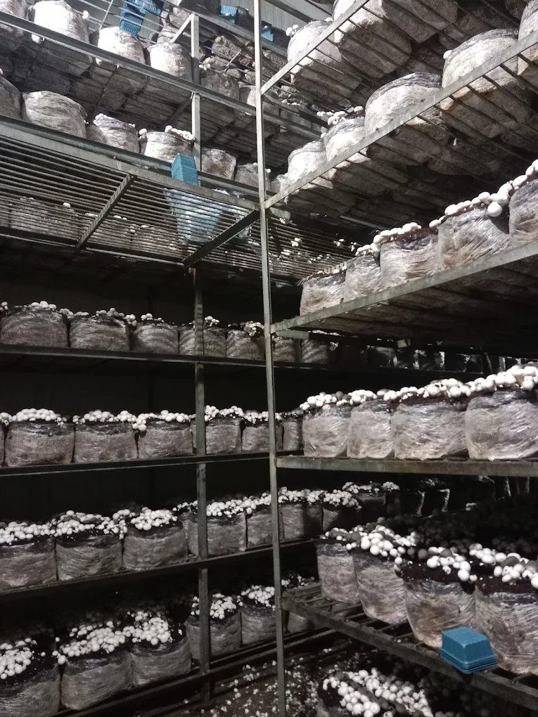 Multi-level mushroom growing shelves at the Barona farm