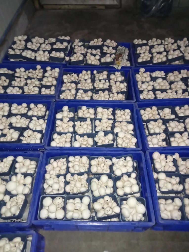 Packed button mushroom punnets in crates at Divin Mushroom Farm