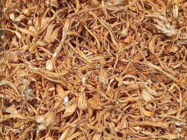Dried Cordyceps militaris strands – Divin Mushroom Farm