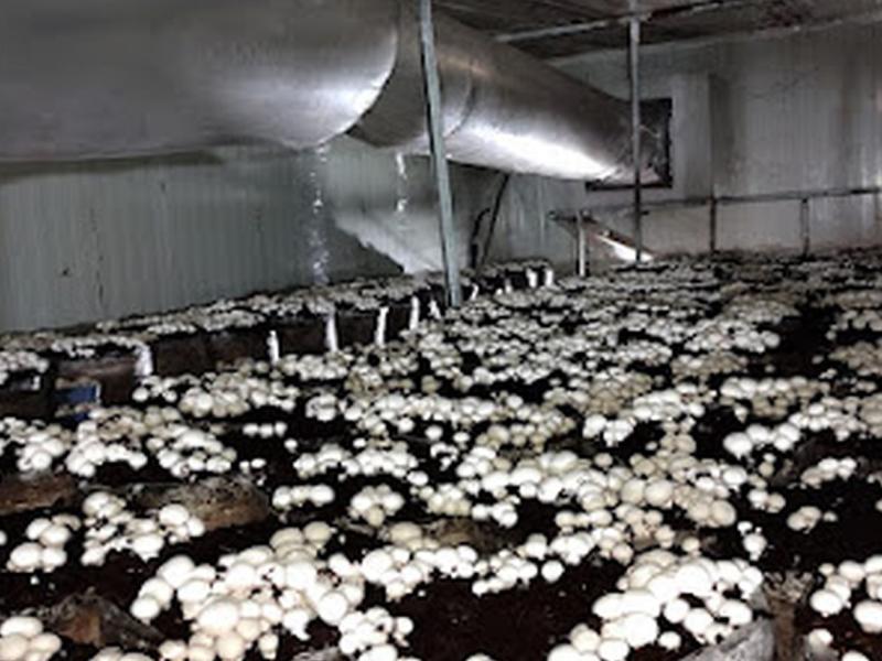 Button mushrooms growing in a climate-controlled growing chamber at Divin Mushroom Farm, Barona