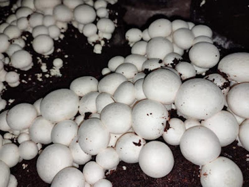 Close-up of fresh white button mushrooms on the growing bed