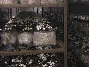 Multi-level racks of button mushroom bags in a growing room at Divin Mushroom Farm